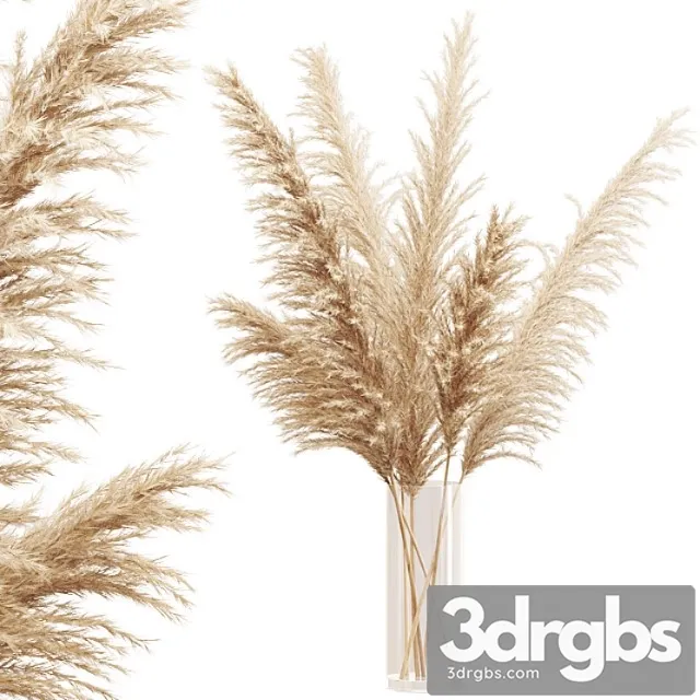 Big dried flower pampas grass in glass vase