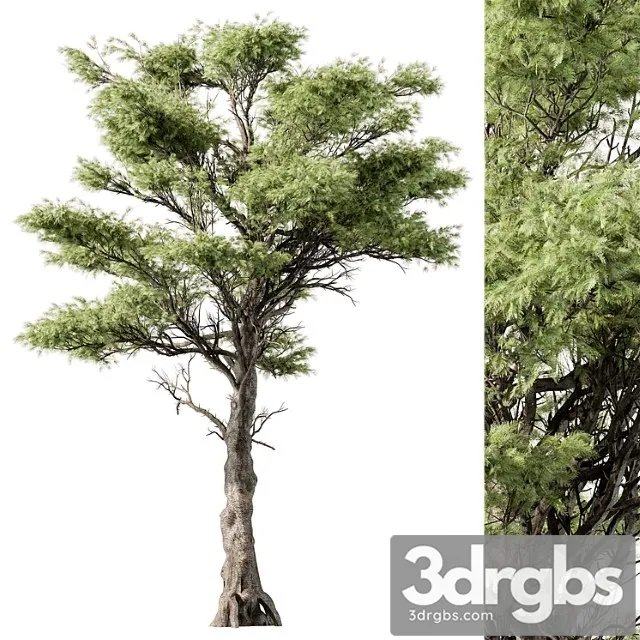 Big maple tree – set 148