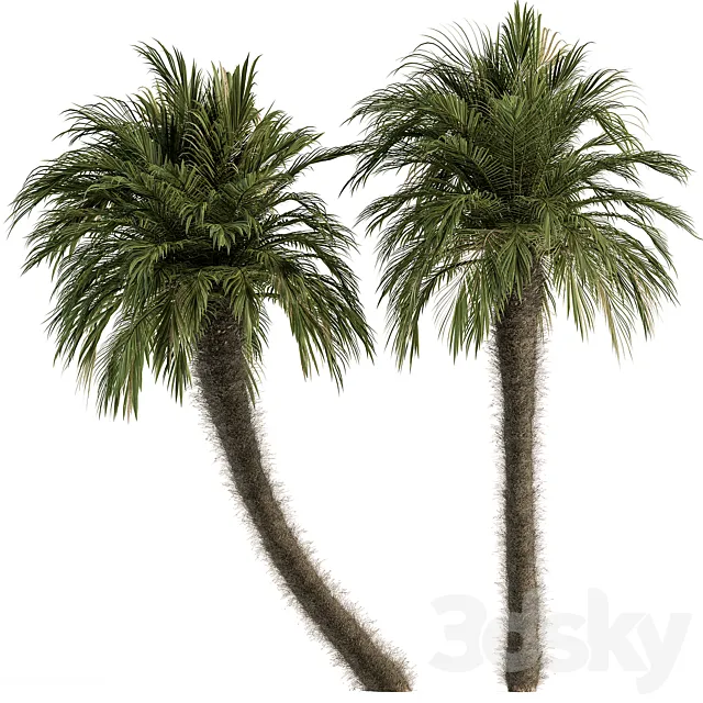 Big palm Date Tree Fluff Bark – Tree Set 87 3ds Max