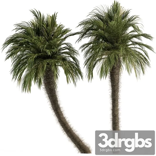 Big palm date tree fluff bark – tree set 87