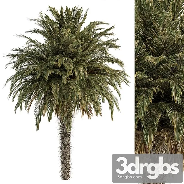 Big palm date – tree set 91