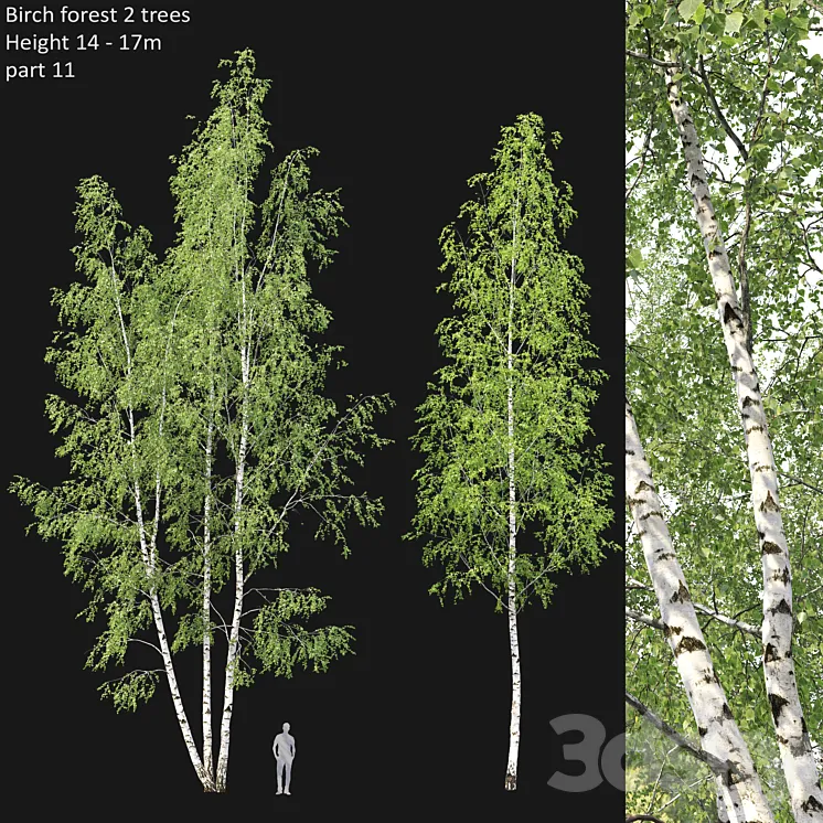 Birch 3DS Max