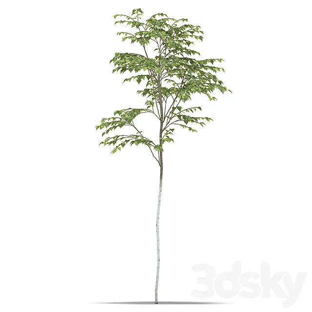 Birch 3ds Max