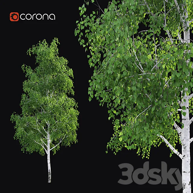 Birch 3DS Max Model