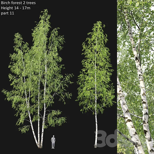 Birch 3DSMax File