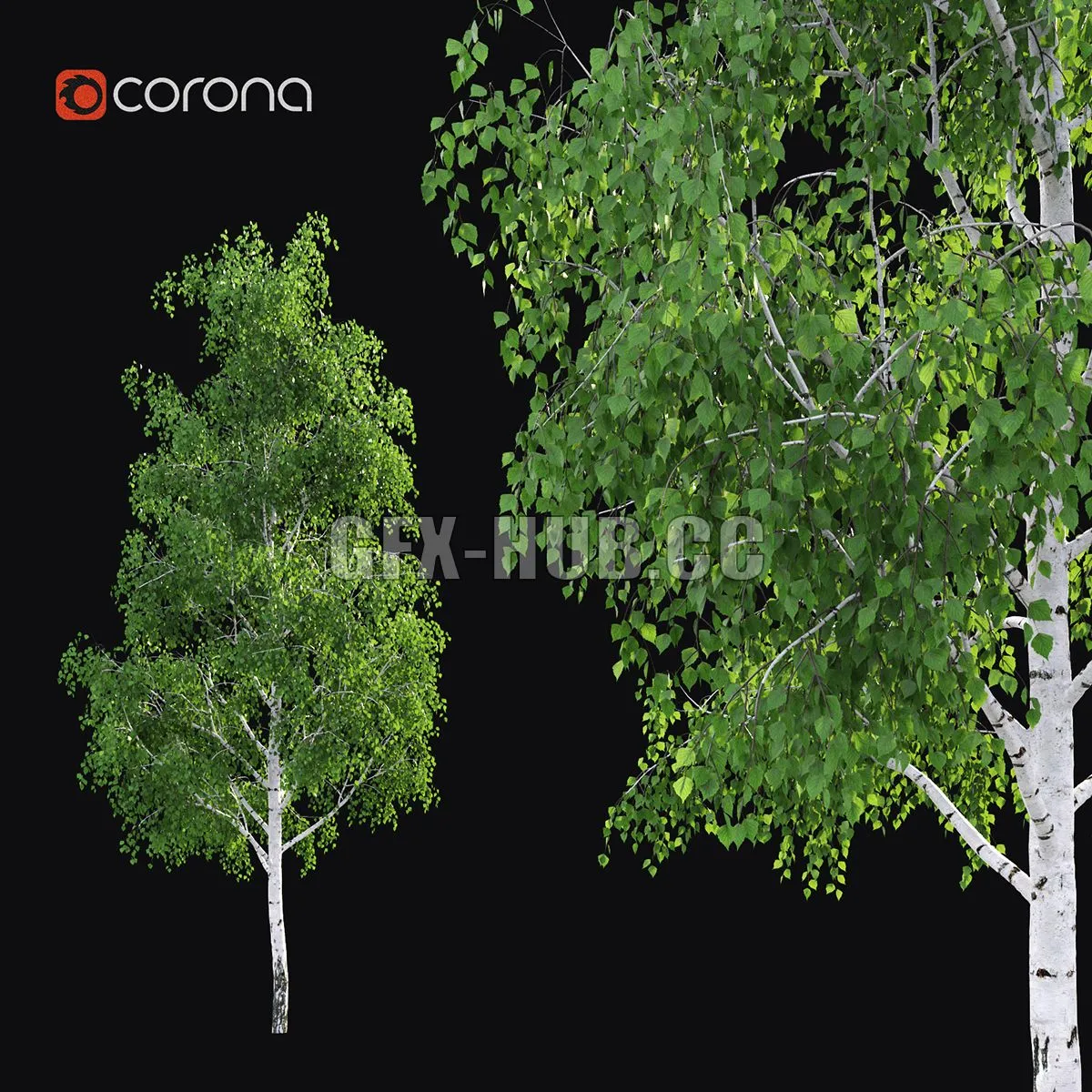 Birch 3dsMax Model