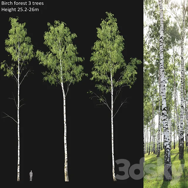 Birch forest part 1 3DS Max Model