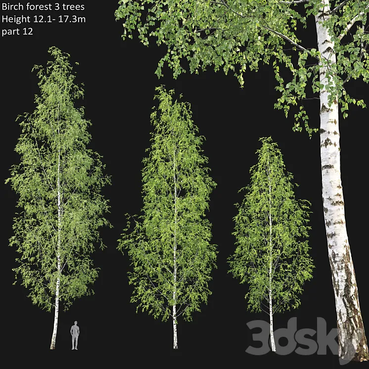 Birch forest part 12 3DS Max