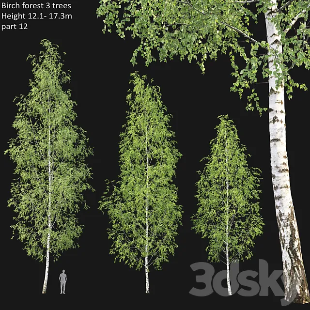 Birch forest part 12 3DSMax File