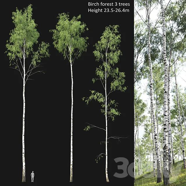 Birch forest part 2 3ds Max