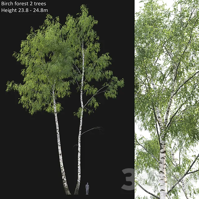 Birch forest part 7 (23.8-24.8m) 3DS Max Model