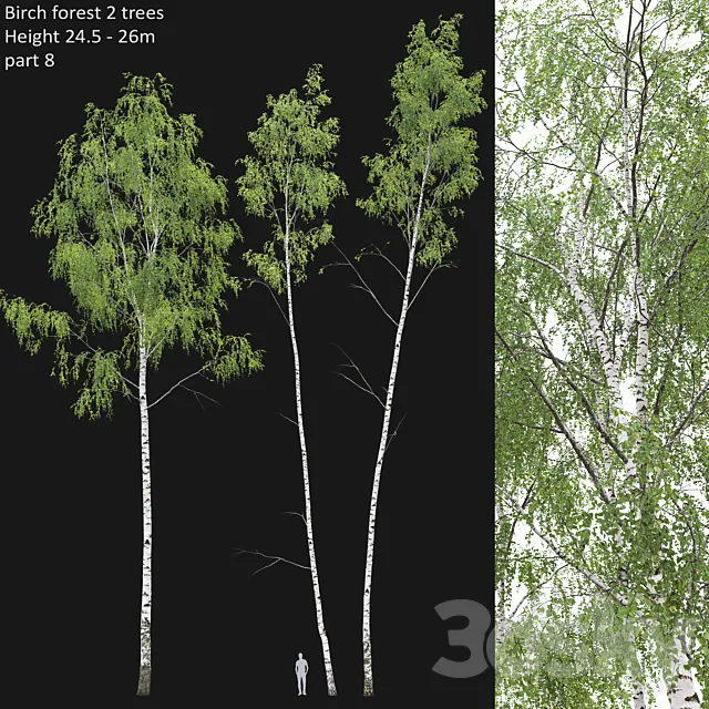 Birch forest part 8 3DSMax File