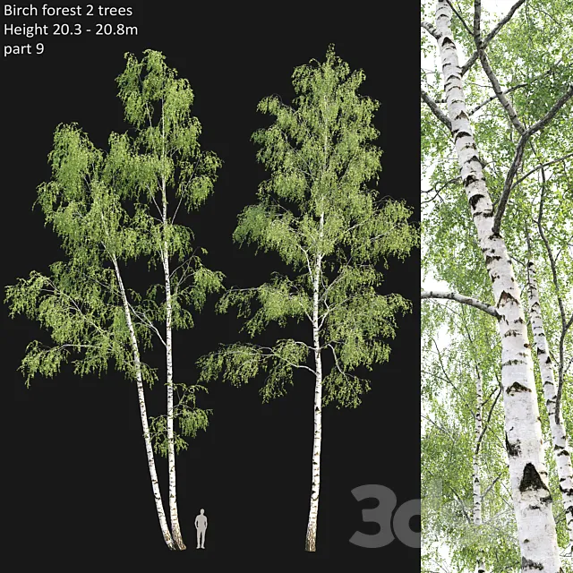 Birch forest part 9 3DSMax File