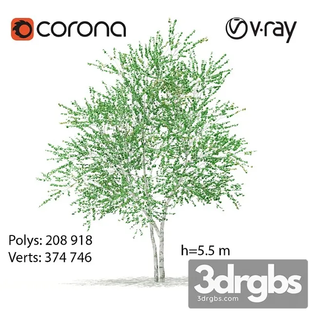 Birch Tree 2 3dsmax Download
