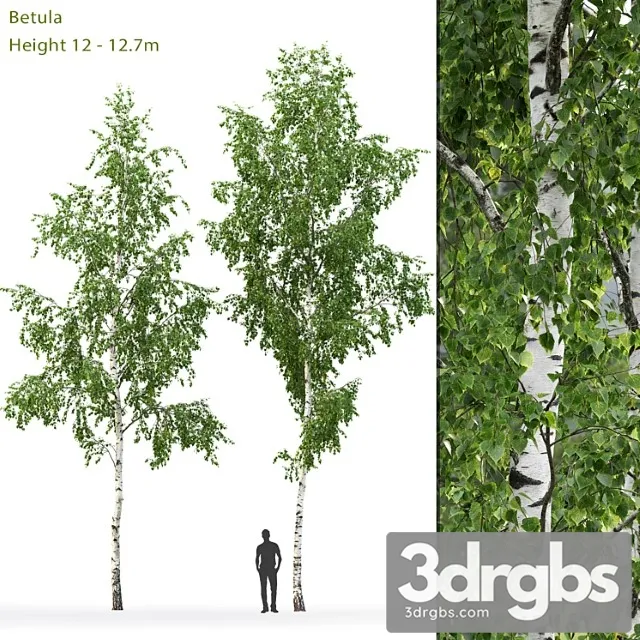 Birch Tree 4 3dsmax Download