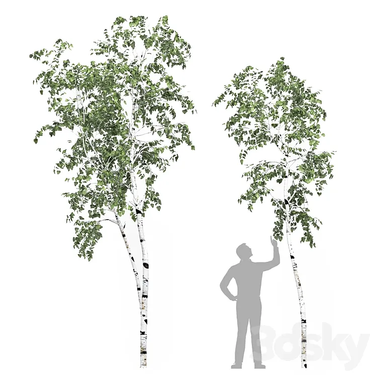 Birch tree set 8 3DS Max