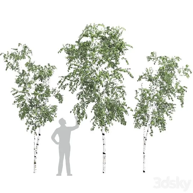 Birch tree set 9 3dsMax Model