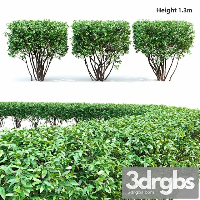 Birucina (ligustrum) hedge ?2