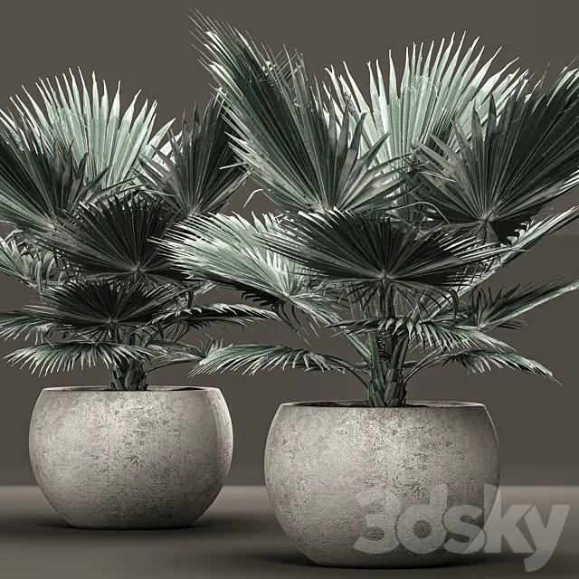 Bismarckia nobilis 2. fan palm blue palm brachea bismarckia concrete flowerpot 3ds Max