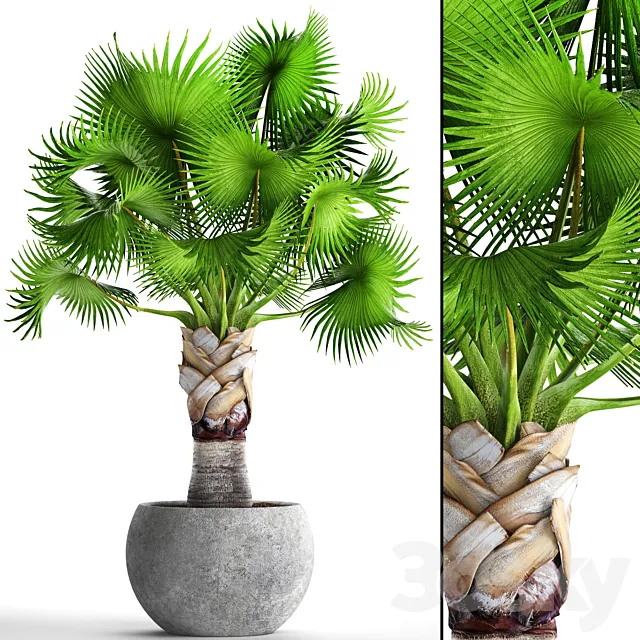 Bismarckia Nobilis green. fan palm brachea bismarckia palm tree in a vase pot decorative outdoor 3ds Max