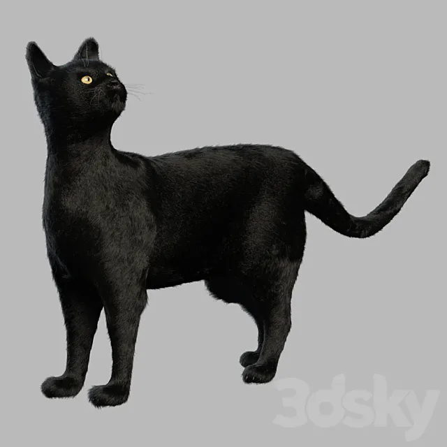 Black Cat 3DS Max Model