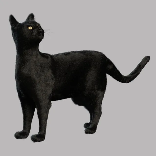 Black Cat 3dsMax Model