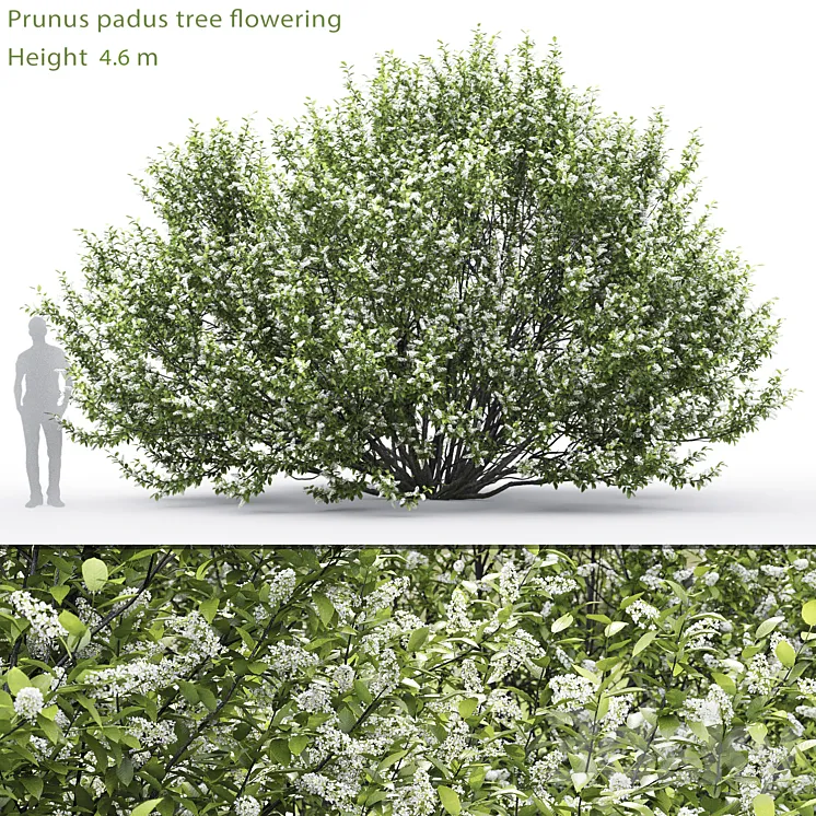Black cherry | Prunus padus flowering # 2 (4.6m) 3DS Max