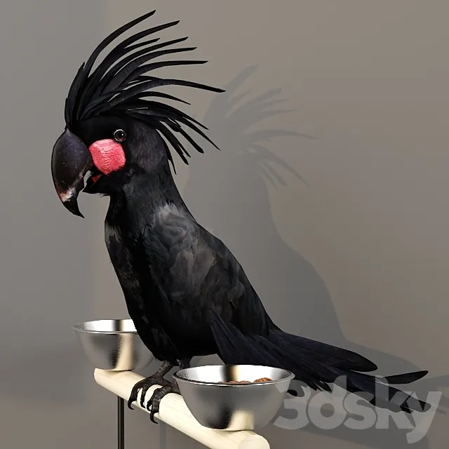 Black Cockatoo. Probosciger aterrimus 3DS Max Model