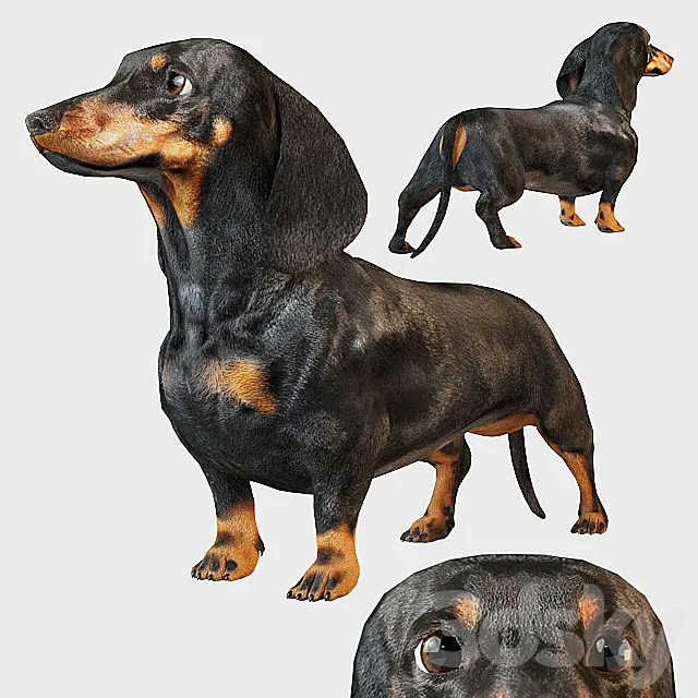 Black dachshund 3DS Max Model