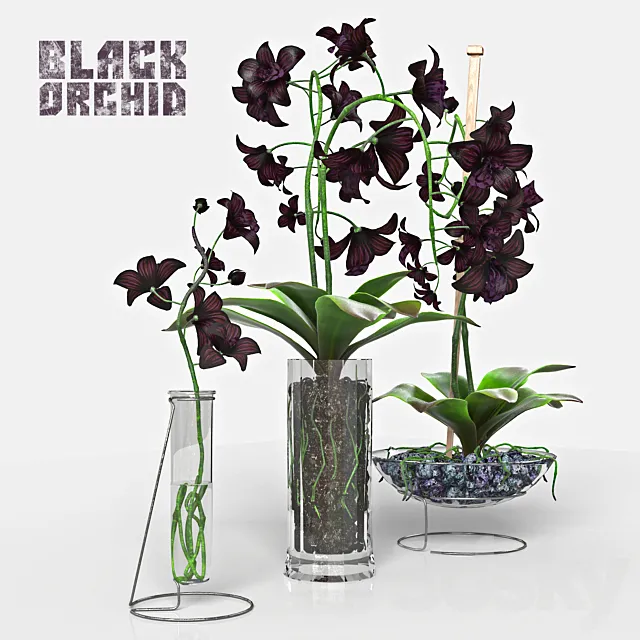 Black Orchid set 3ds Max