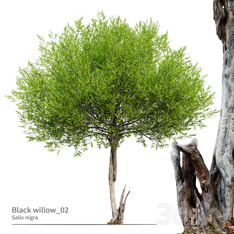 Black willow_02 3DS Max