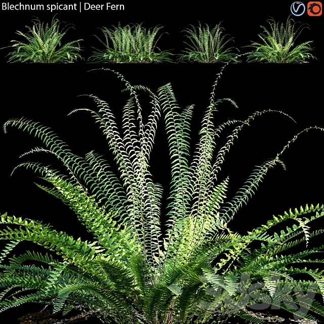 Blechnum spicant – Deer Fern – 02 3DS Max Model