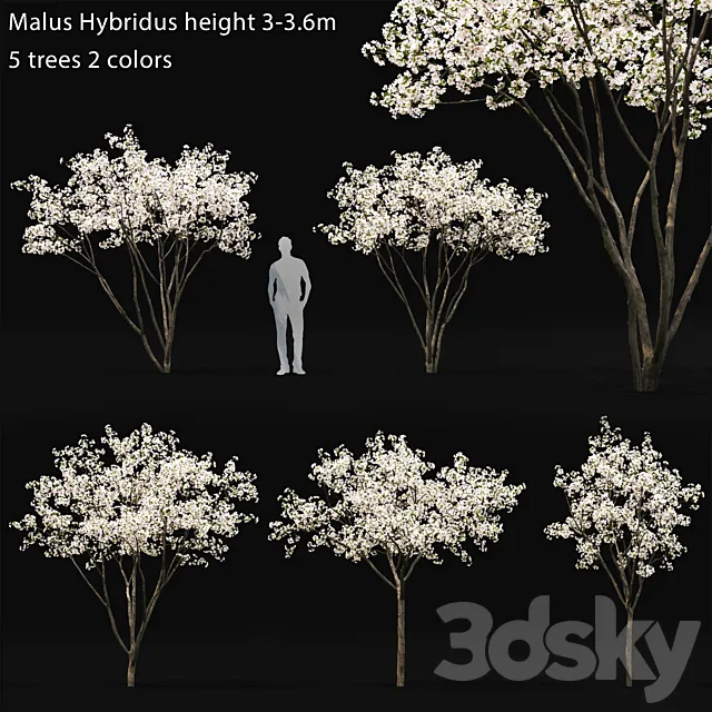 Blooming Apple Tree | Malus Hybridus flowering # 1 3DS Max Model