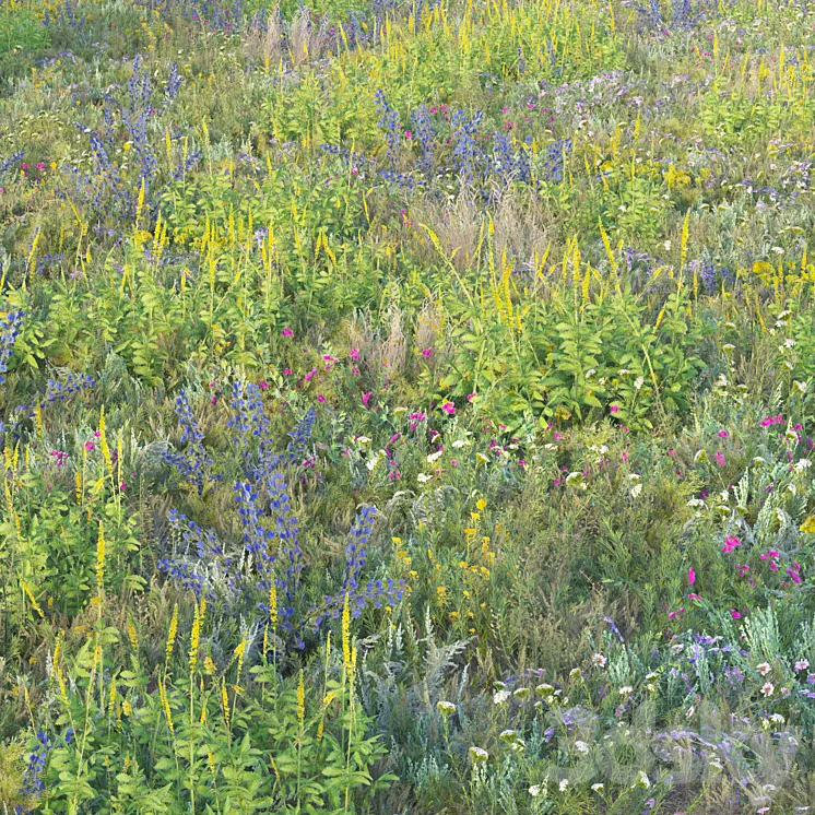 Blooming meadow grass 2 3DS Max