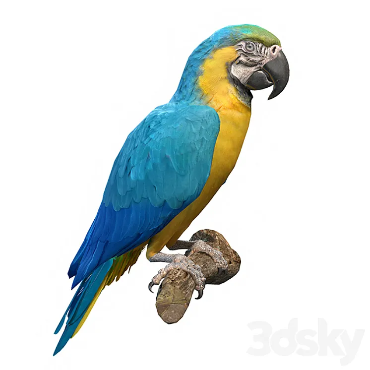Blue and yellow macaw 3DS Max