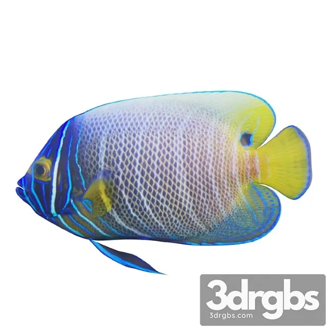Blue Girdled Angelfish Set 03 3dsmax Download