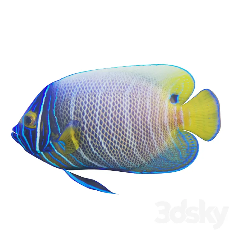Blue girdled Angelfish set 03 3DS Max