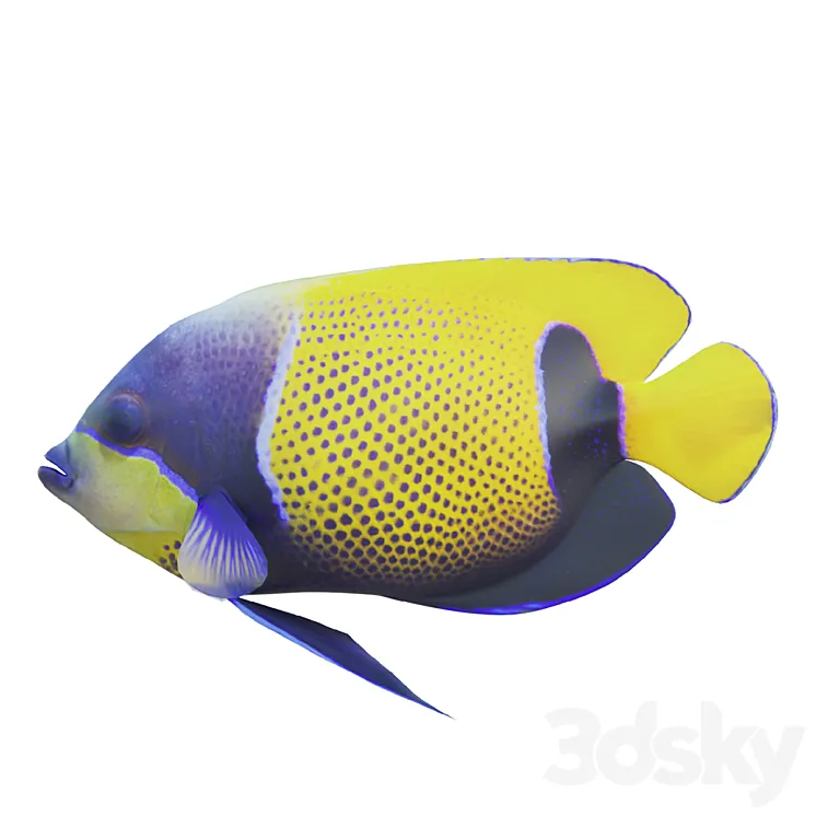 Blue girdled Angelfish set 04 3DS Max