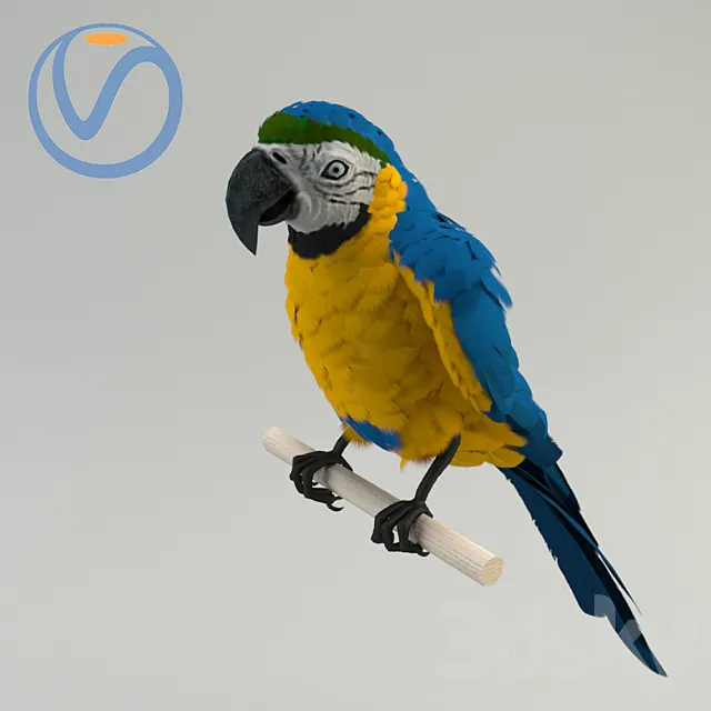 Blue-yellow macaw 3ds Max