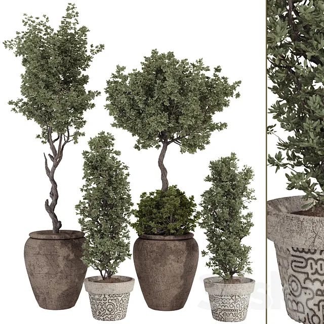 Bohemian Olive Bonsai Tree and Bush in Pottery Pot 199 3ds Max