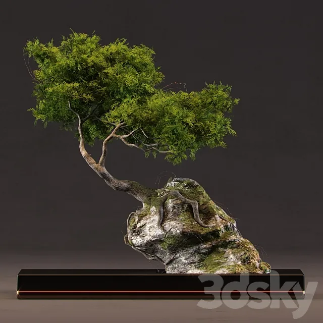 Bonsai 3DS Max Model