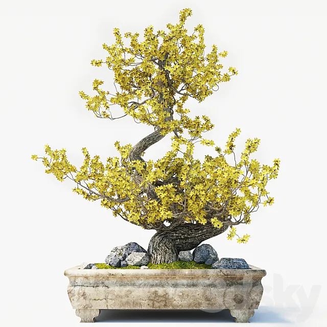 Bonsai 3DS Max Model