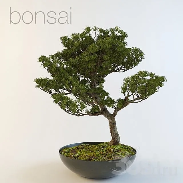 bonsai 3DS Max Model