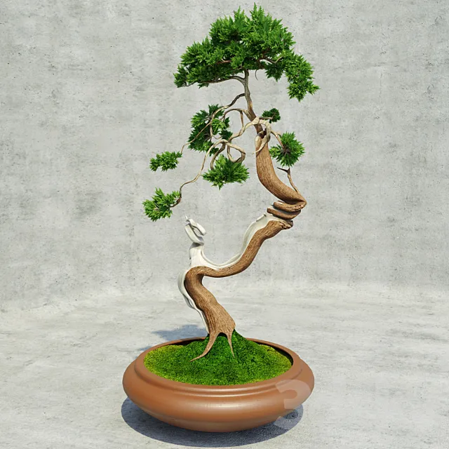 Bonsai 3DSMax File