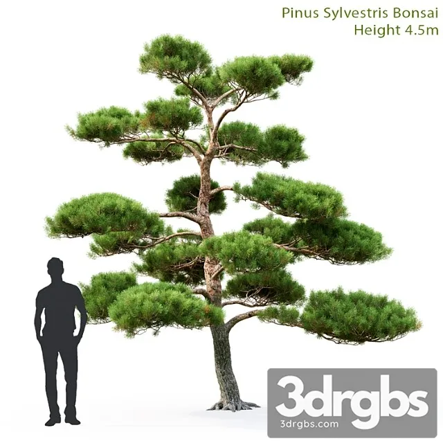 Bonsai 56 3dsmax Download