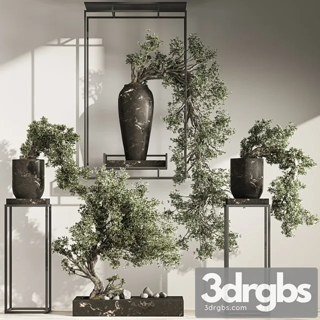 Bonsai and indoor plant set 43