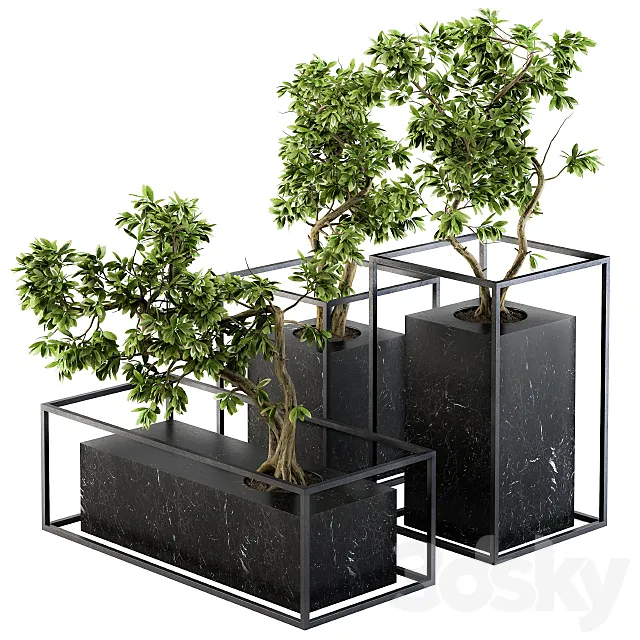 Bonsai Benjamin indoor Plants – Set 101 3DS Max Model