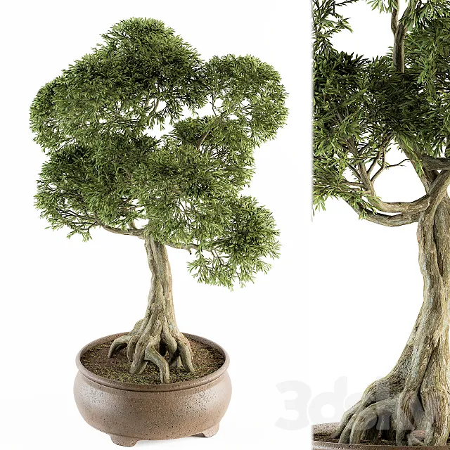 Bonsai broadleaf – indoor plants Set 208 3DSMax File