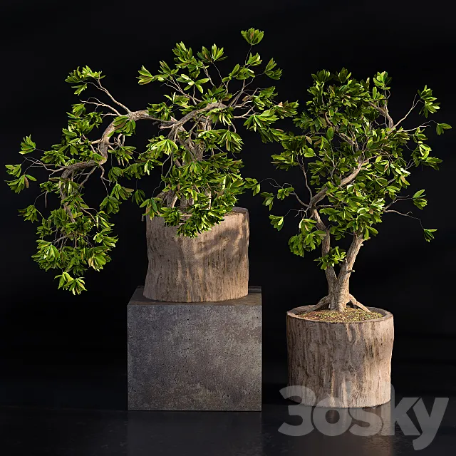 Bonsai broadleaf wooden pot 3dsMax Model