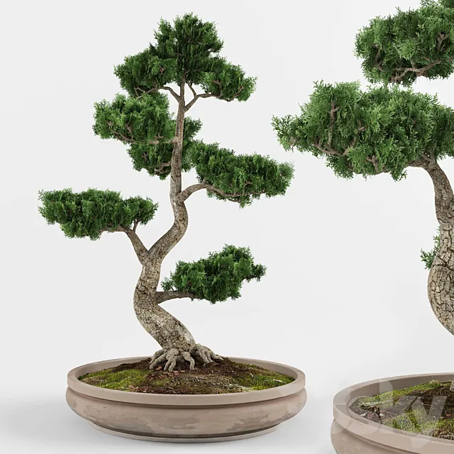 Bonsai decorative tree 01 3DSMax File